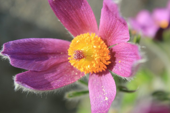 Flower