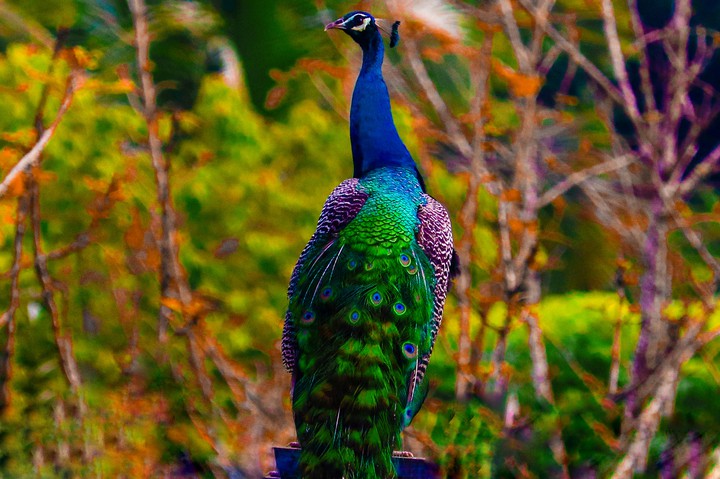Peacock