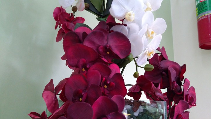 orquídeas roxo exuberante