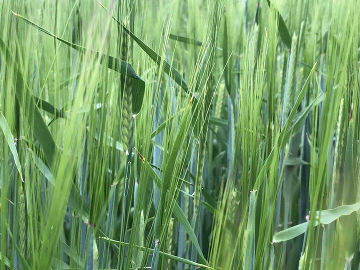 청보리밭