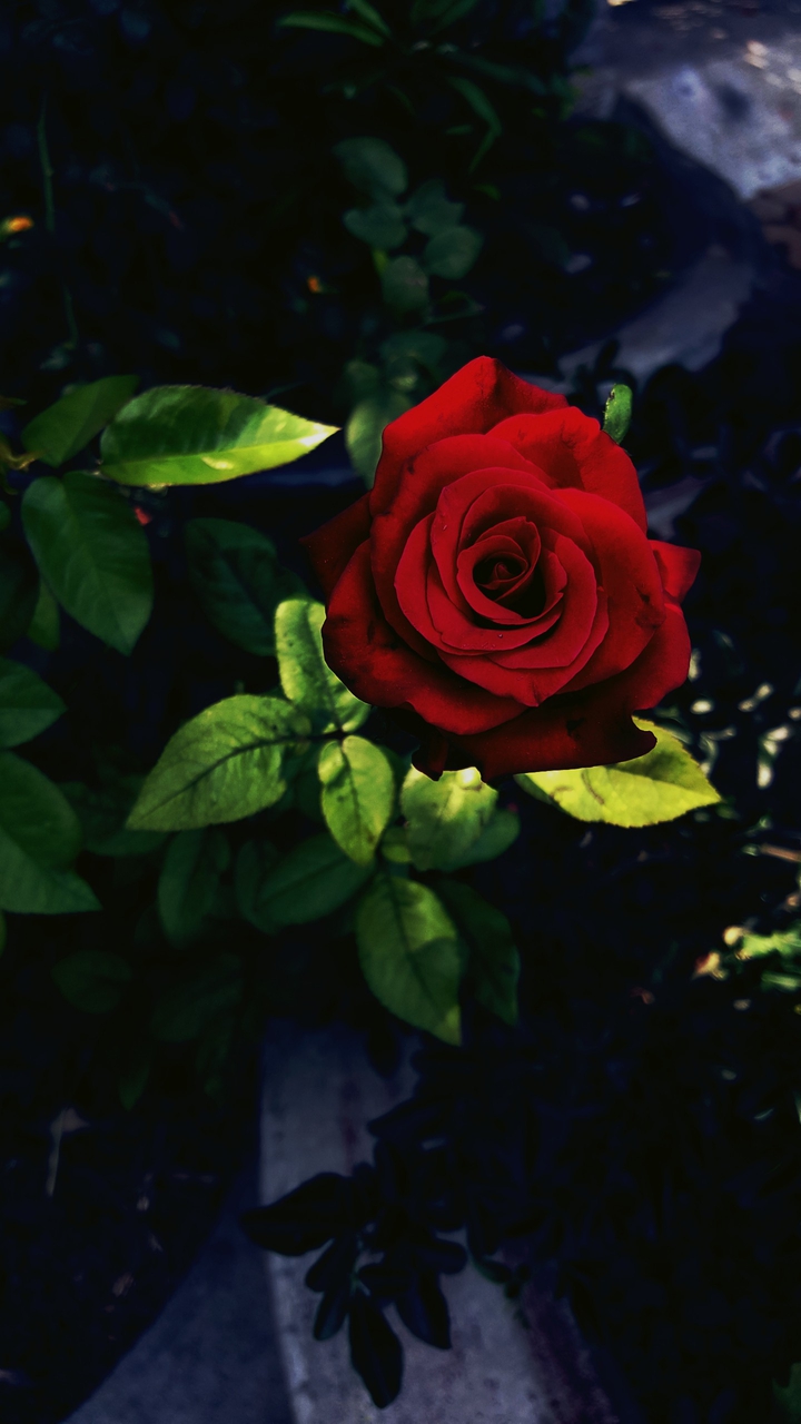 roses