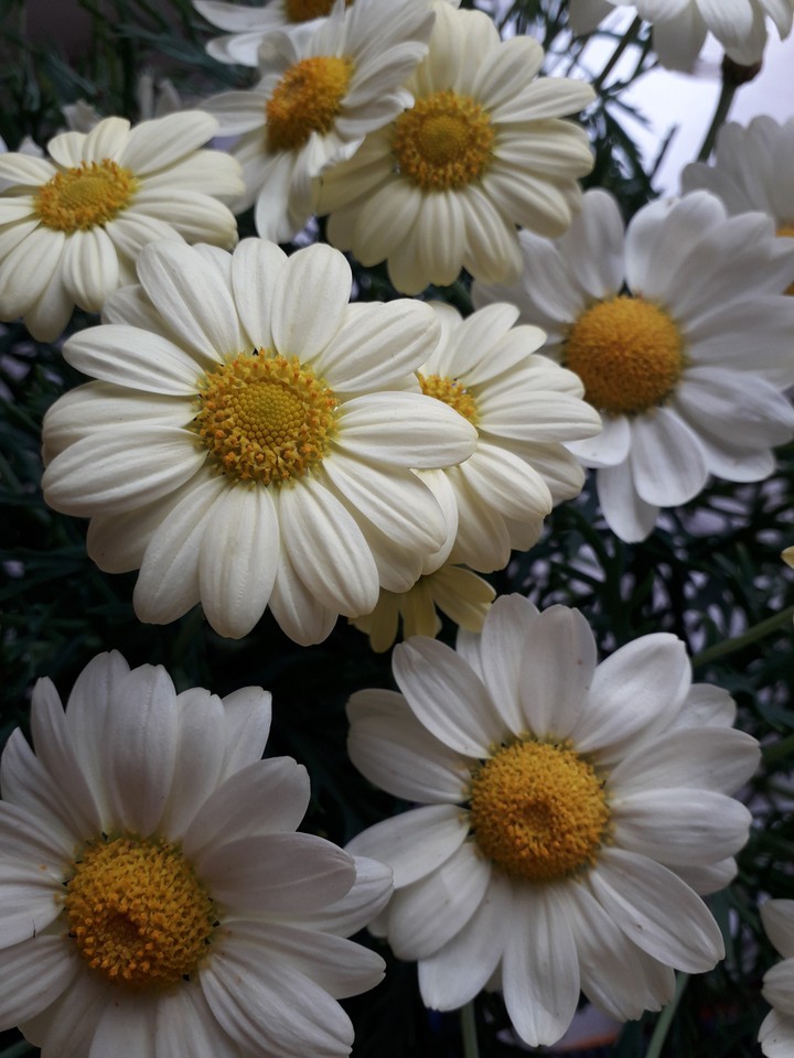 flowers