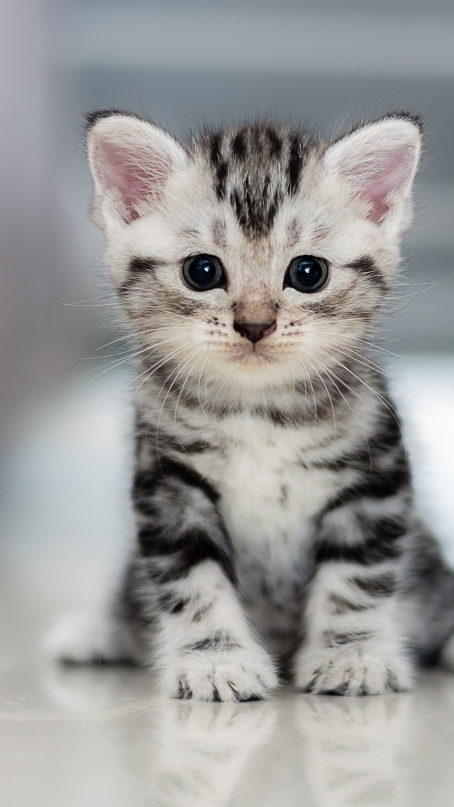 baby cat
