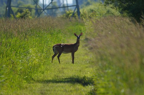 Deer In Wetlands