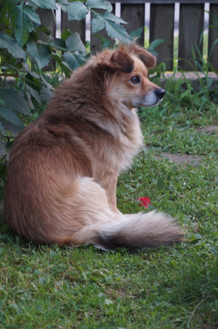 Man's best friend