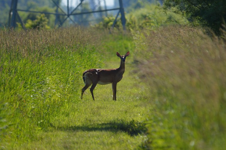 Deer In Wetlands
