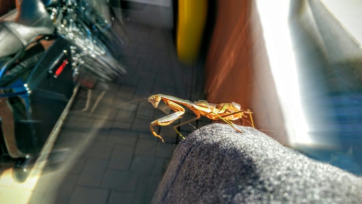 Grasshopper!!