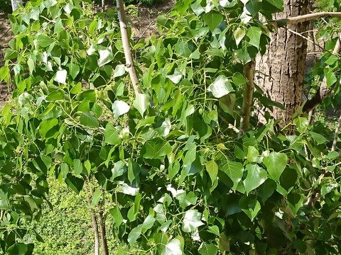 tree, grass वॉलपेपर