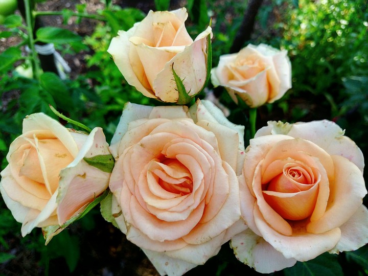 Rose