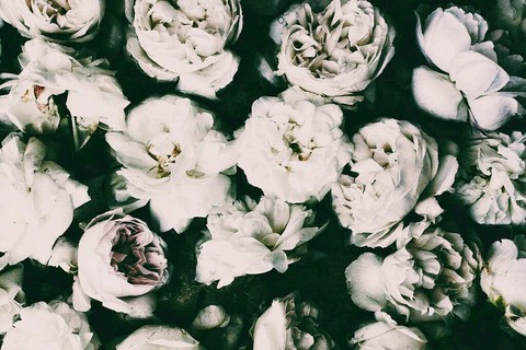 ταπετσαρίες flower, rose
