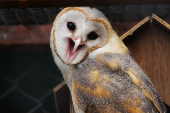 Owl eyes!