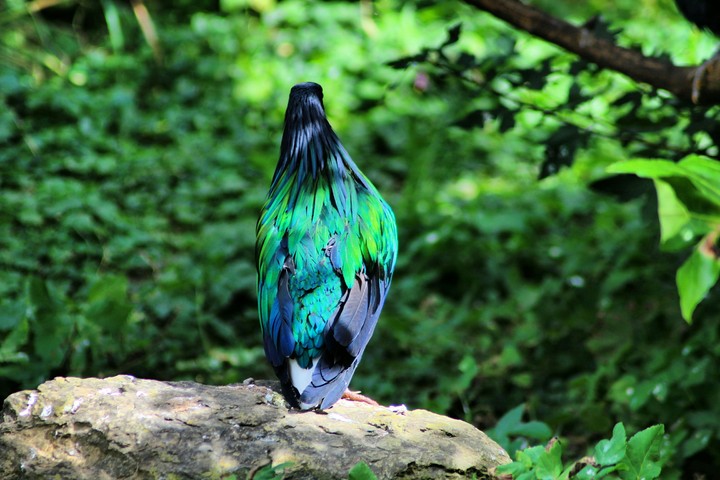coloured bird