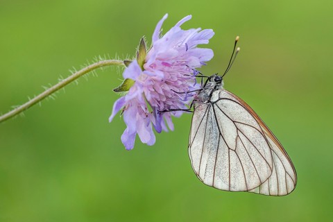 plant, insect duvar kağıtları