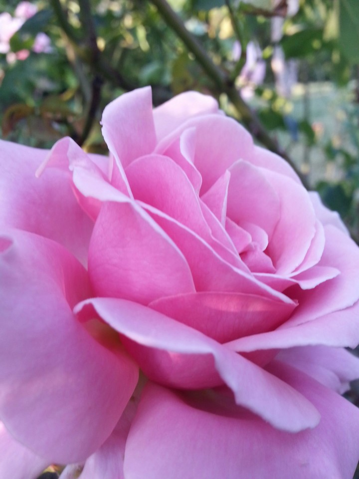 pink rose...