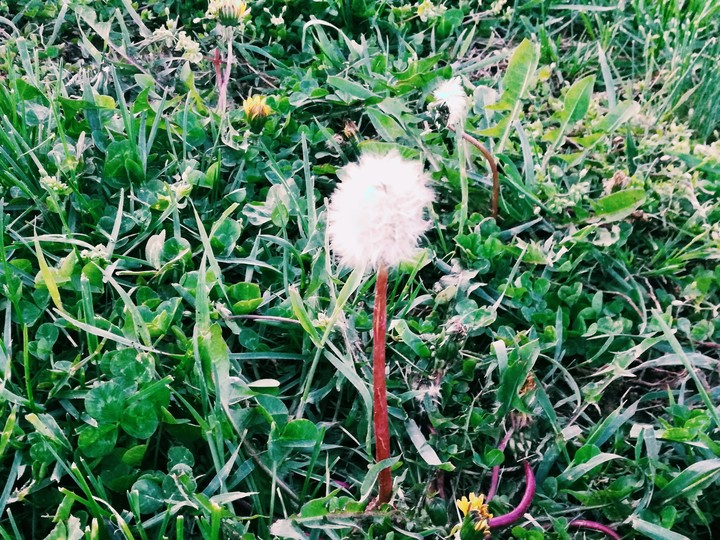 spring dandelion