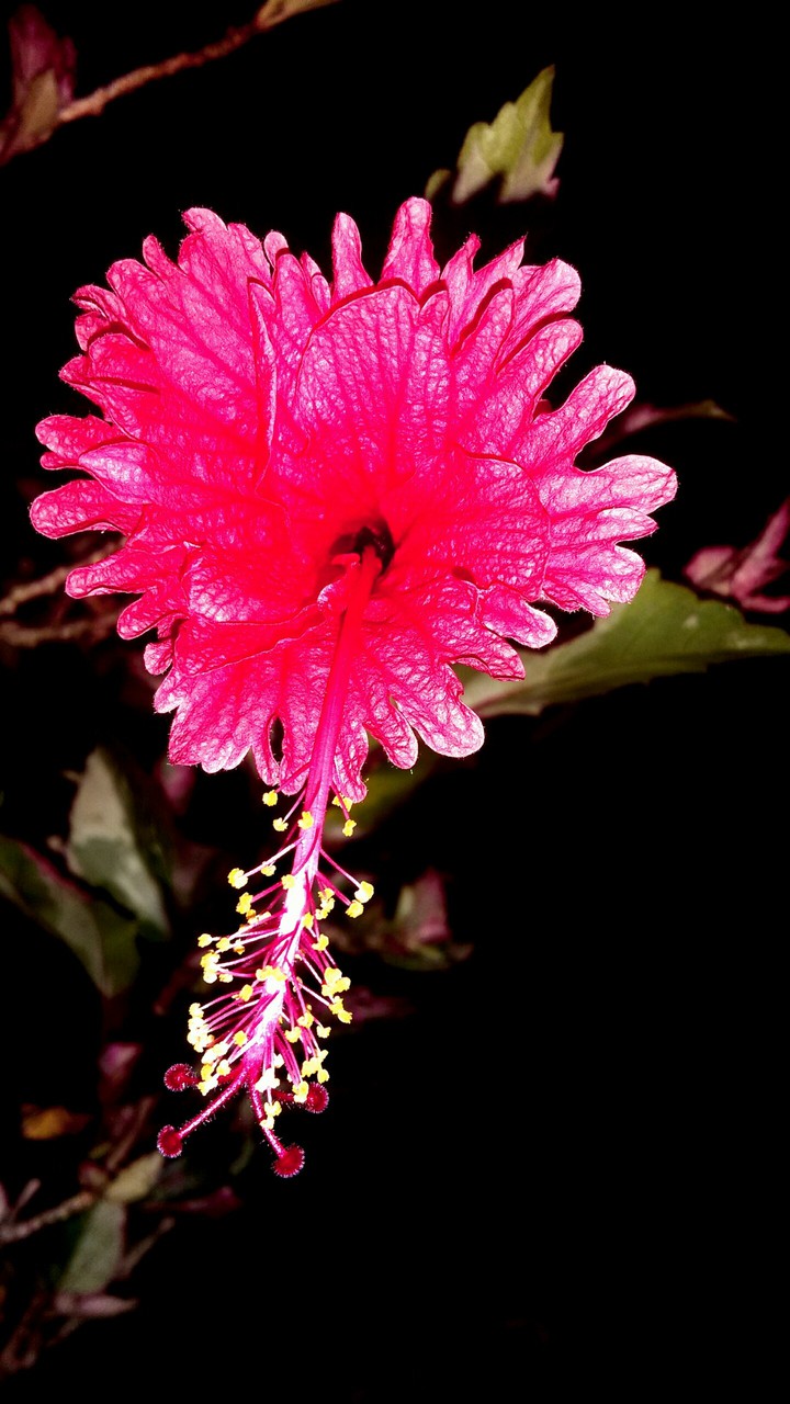 amoled flores