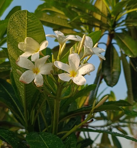 fonds d'écran Pollen, flower