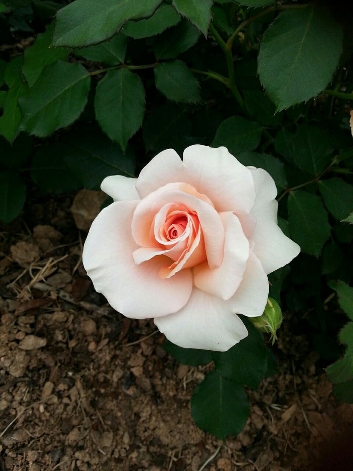 the rose