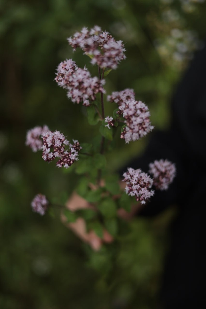 petal, flower duvar kağıtları