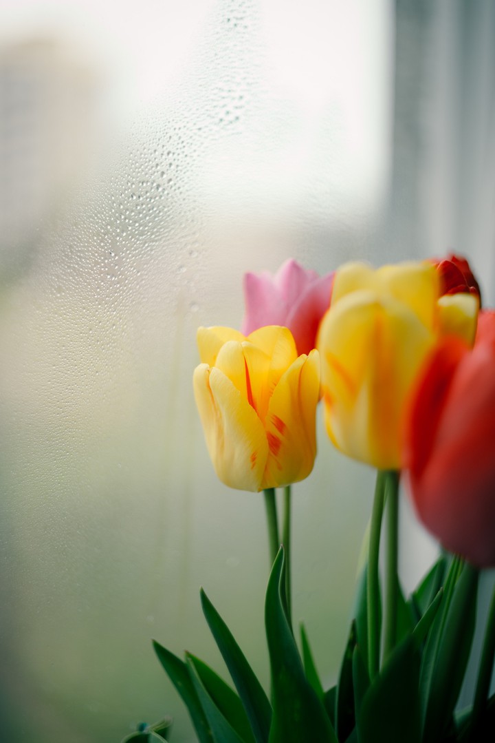 bouquet of tulips