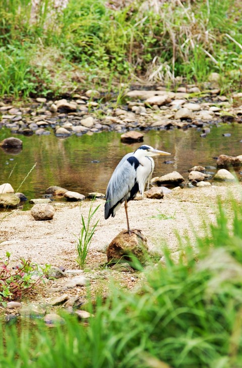 обои bird, Crane