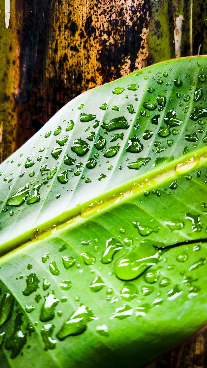 Bananeira