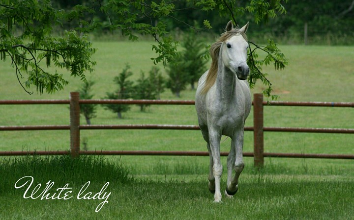 White lady.