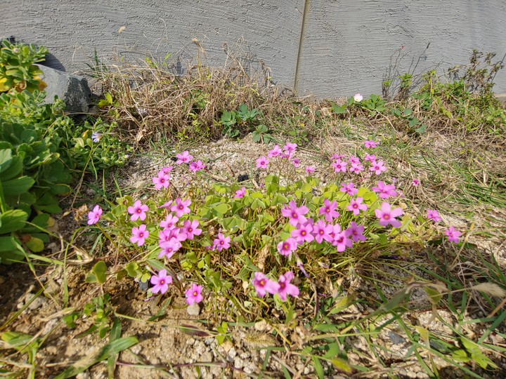 아무 데나 피었다고 아무 게 아닌 건 아니다