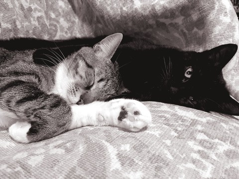 #cats #bff #love #friendship #sleepy #hug