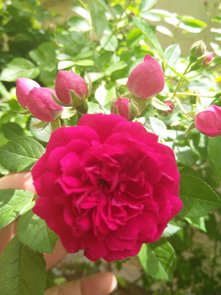 flower