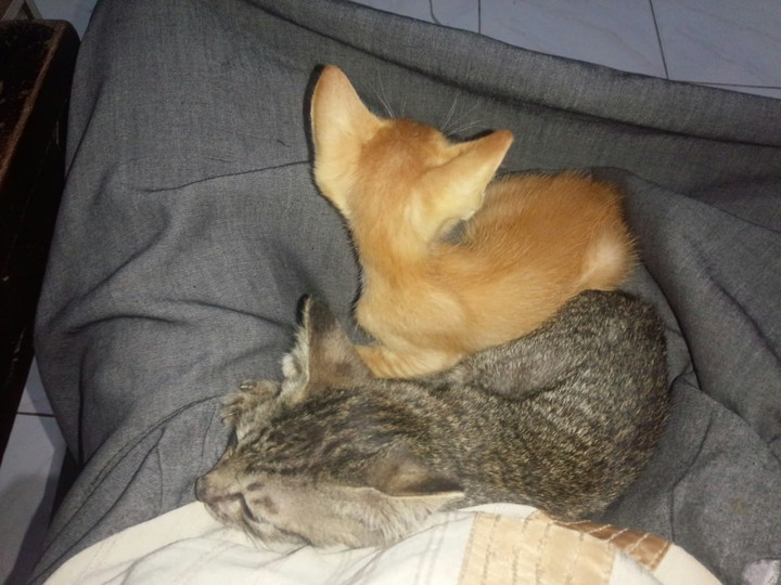 wawan and his friend