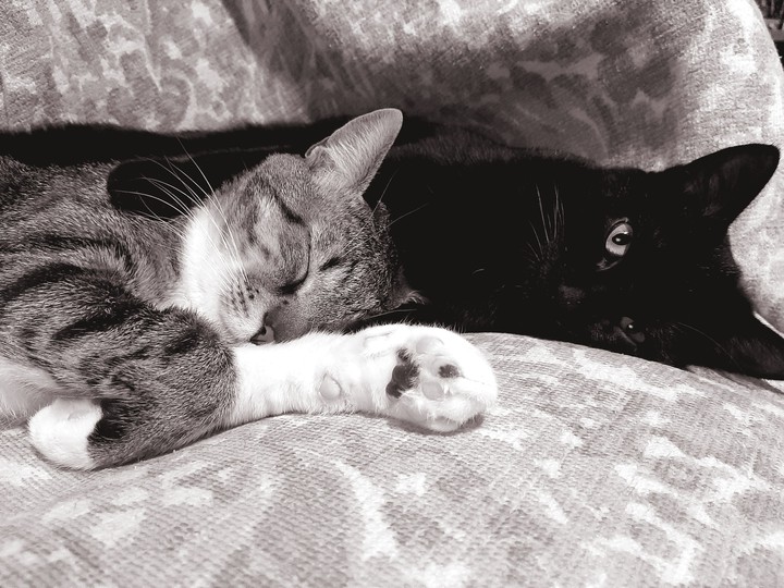 #cats #bff #love #friendship #sleepy #hug