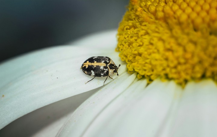 Bug on flower
