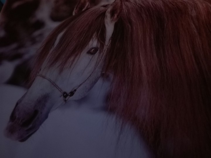 horses