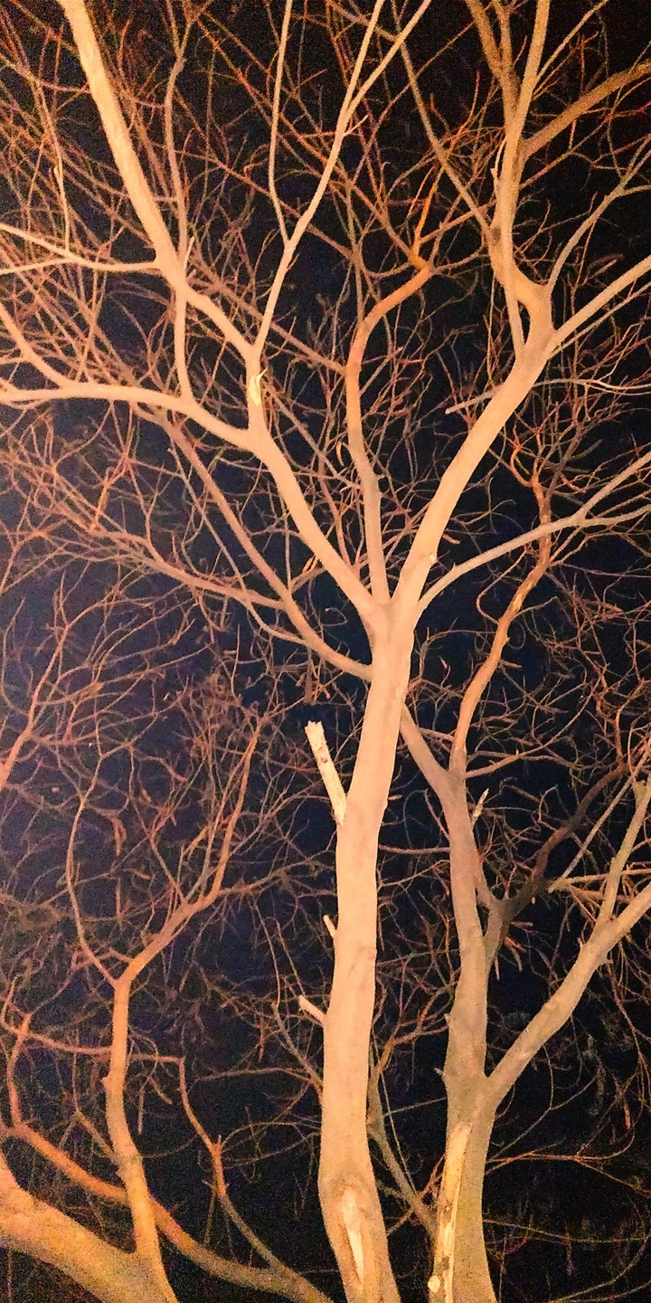 dead tree