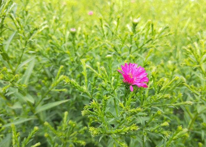 花朵