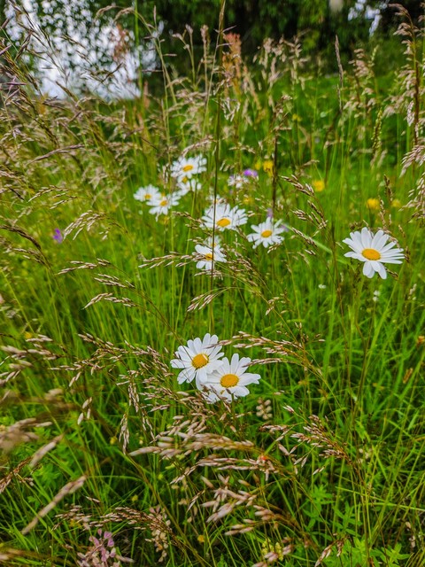 flower, green Hintergrundbilder