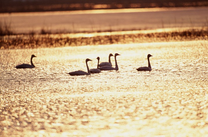Birds