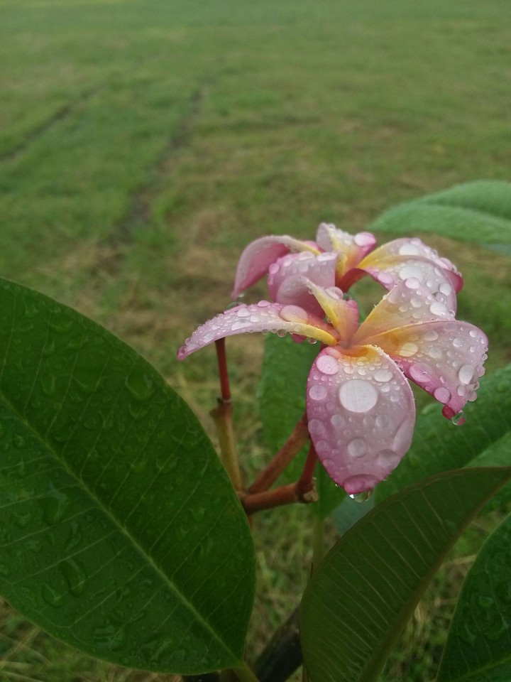 DRIPIN FLOWER..