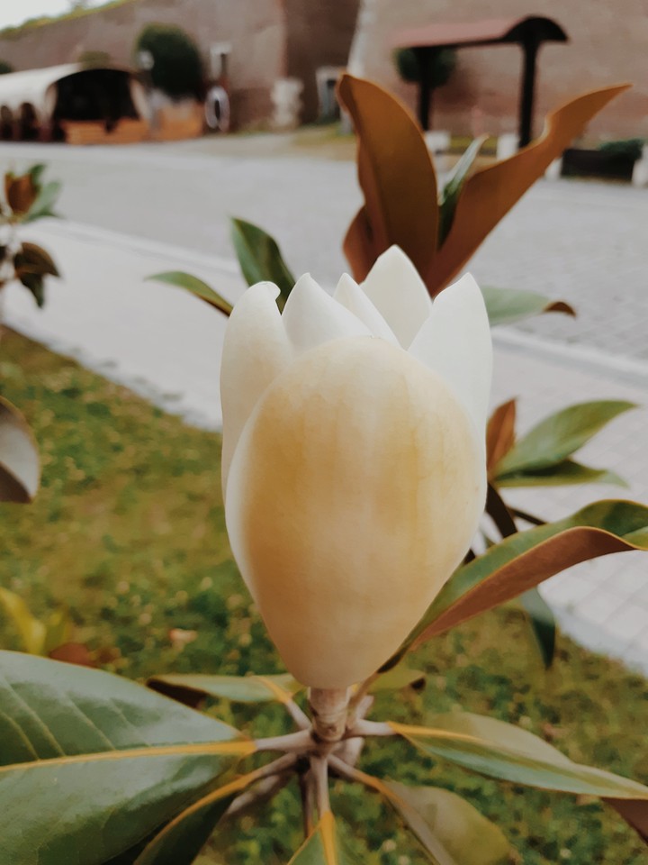 Beautiful flower !