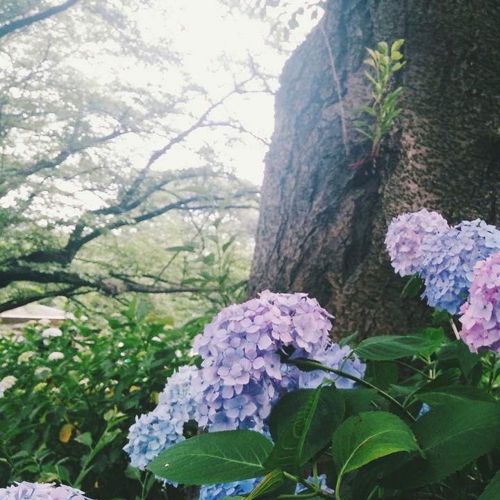 木と紫陽花