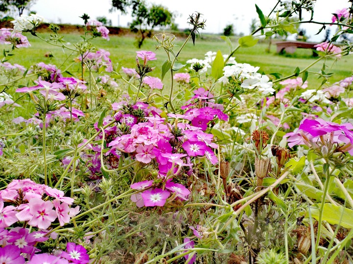 Beautiful Flowers