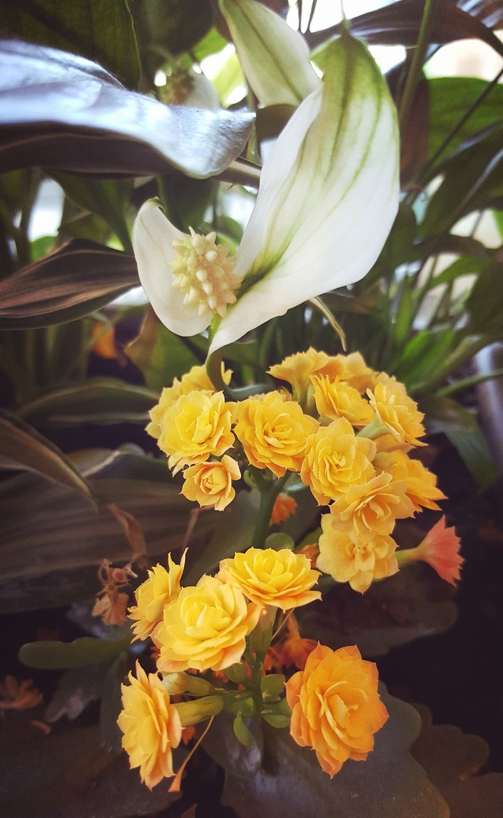 yellow flowers