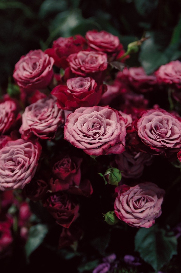 roses
