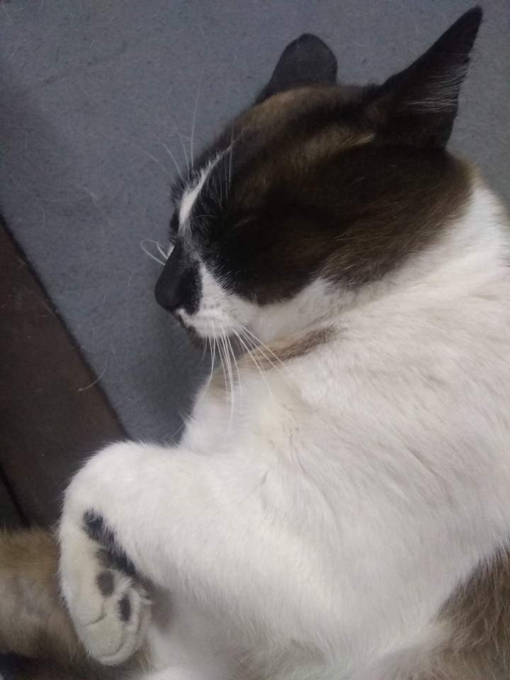 Darwin