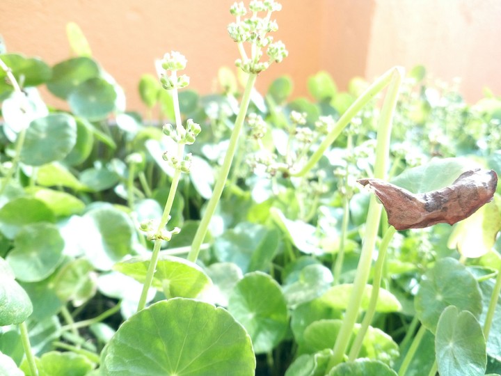 garden...