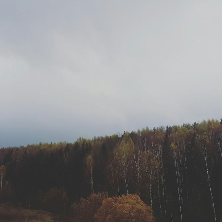 Просто уральский лес