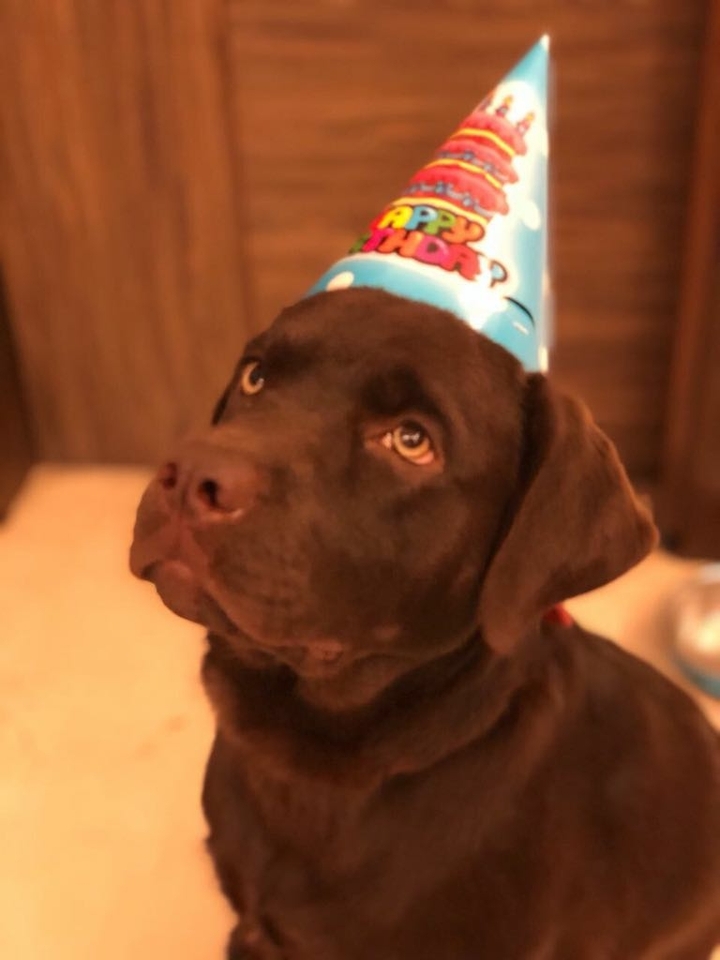 Happy birthday Puppy