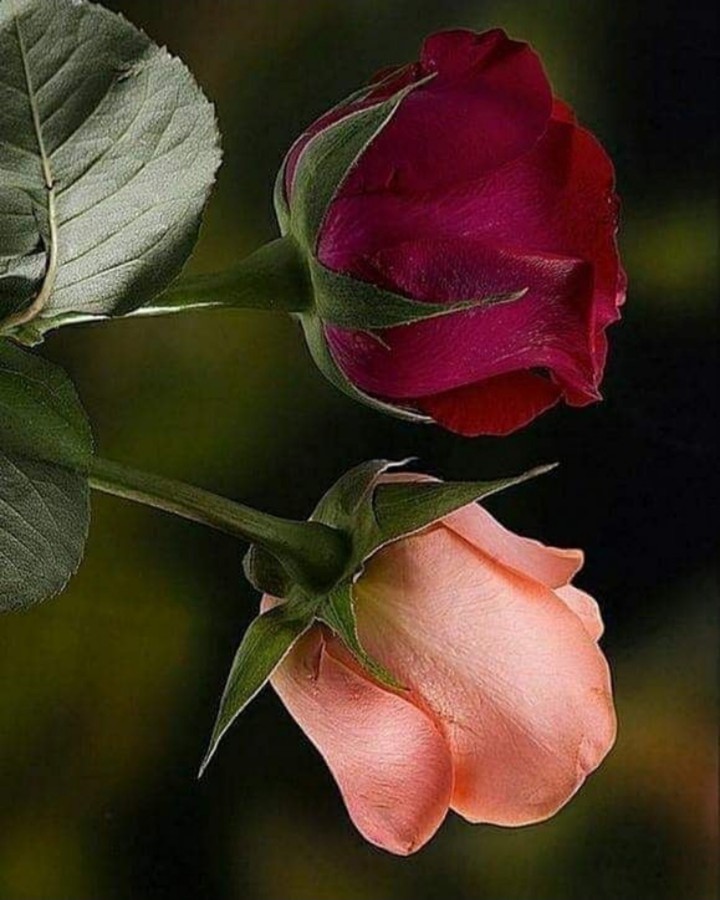 Smile at the flowers