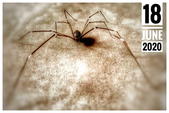 COMMON SPIDER